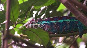 Camouflaged blue red white Chameleon (Chamaeleonidae)