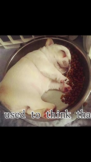 Pibble Adventures: Captivating Clips Compilation