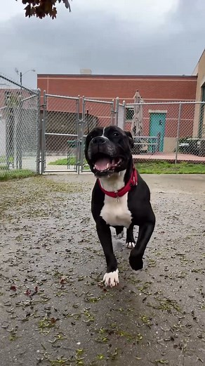 MONKEY and ALL of his Dakin dog friends have reduced adoption fees as low as $99! Help us find these great dogs loving homes to free up space in the shelter for the many dogs expected this week who need help too. We’re open TODAY through Saturday, 12:30 - 3:00 at 171 Union St, Springfield! | Dakin Humane Society