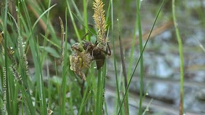 Birth insect dragonfly. An adult dragonfly has just emerged from its larval skin and is waiting for the wings to expand and dry. Third instar. Macro