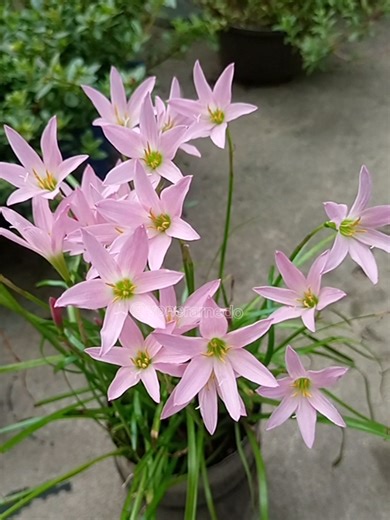 Bellezas de Zephyranthe Panamá Pink