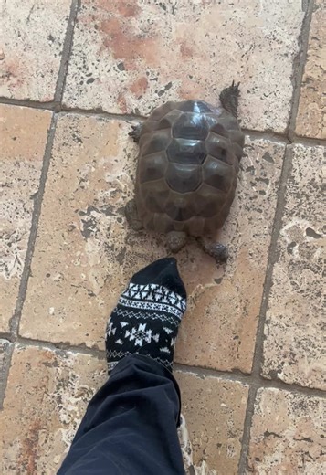 Tortoise Attack: An Unexpected Encounter
