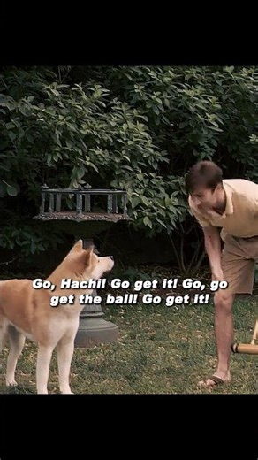 Hachi Doesn’t Fetch… You Can Get It Yourself 🐕😂