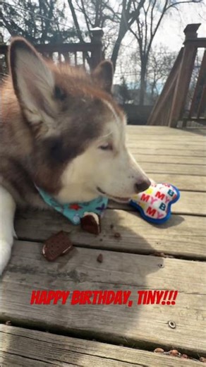 Tiny, the Alaskan Malamute, enjoys his bday treat!😍#alaskanmalamute #malamute