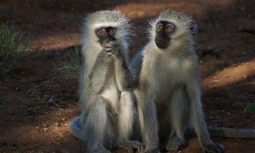 A monkey’s perspective on culture