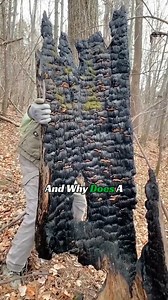 79K views · 255 reactions | Why is it so hard to put out a fire inside a tree? | Bones Skull | Facebook