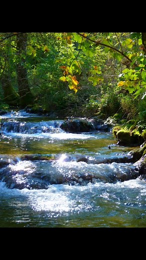 Captivating Nature Scenes: Water, Trees, and Flowers