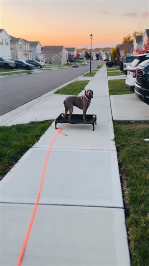 Working Idget outside today — clean recalls holding place off leash. Confidence and control in the real world 💪🐾 she’s crushing it. #EveryDayDogTraining #BoardAndTrain #OffLeash #DogTraining #RealWorldTraining #Recalls #PlaceCommand | Evanichko K9 LLC