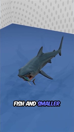 Blue Shark Facts | The Sleek Ocean Predator Built for Speed