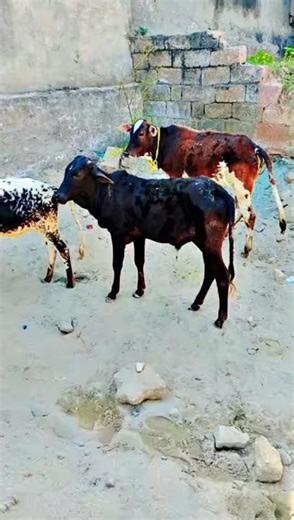 cow is video viral #viralvideo