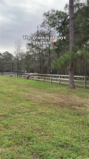 Mastering the Giraffe Neck Technique for Equestrians