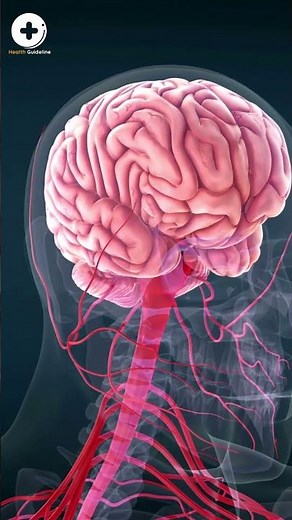 How Alcohol Impacts the Brain | Long Term Effects Of Alcohol On The Brain | Health Guideline