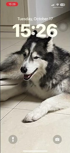 Puppy power! I could watch this screensaver all day. 🐶👀