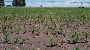 Corn sprouting up from rich farmland. The camera moves towards a large industrial sprinkler system watering the growing vegetable plants.