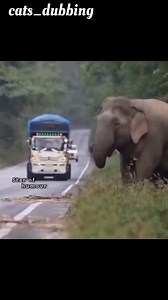 Elephant dubbing viral collection 🤣🤣🤣#readingchallenge #octoberchallenge #CelebrityFeud #actresses #dailychallenge #fitnesschallenge #septemberchallenge #groupchallenge #successstory #breakup #elephant | Cats Dubbing