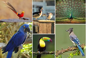 Most beautiful birds in the world: top 10 avian works of art