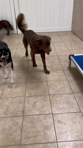 Don’t forget to stop by on Wednesday for our Howl-o-ween party!! Our townies are ready for the fun!👻💚🐾 #doggydaycarelife #doggydaycare #dogsoftiktok #houndstownusa #indiantrailnc | Hounds Town Indian Trail