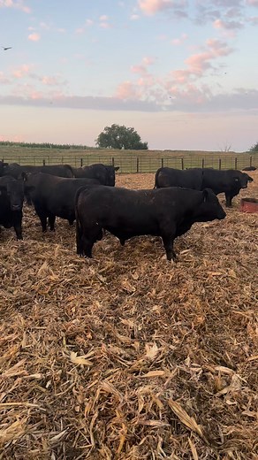 1.2K views · 52 reactions | A video sampling of a few Registered...