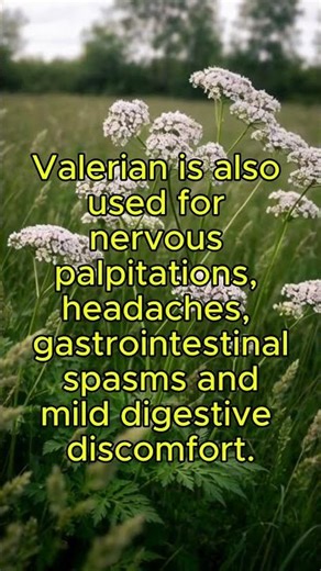 Valerian Uses and Safety. #traditionalmedicine #valerian