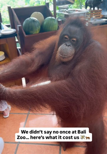 Magical Breakfast Buffet with Orangutans at Bali Zoo