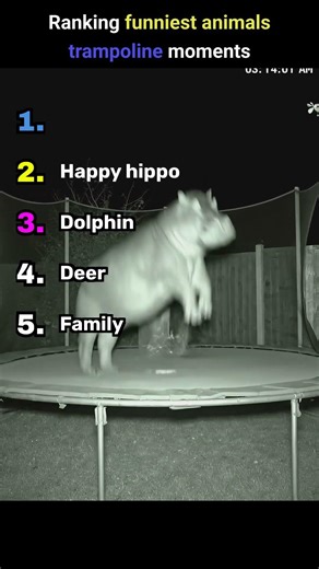 Ranking funny animal trampoline moments #tiktok #usa