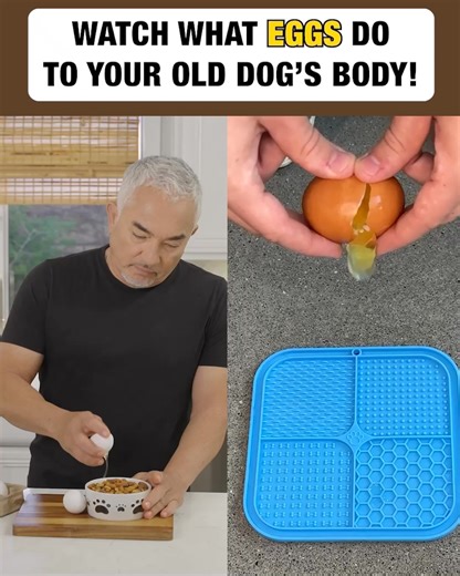 Legendary Dog Behaviorist, Cesar Millan, shares which foods you should AVOID feeding your pet at all costs. If your dog suffers from ⚫️ Weight Gain ⚫️ Loss of Energy ⚫️ Achy Joints ⚫️ Stinky, Mushy Poops ⚫️ Bad Breath ⚫️ Diminished Mental Ability Watch Cesar reveal the TOXIC FOODS to avoid and show how you can help extend your beloved pet’s health span. See for yourself! 👉 https://rebrand.ly/MRTYCM | Cesar Millan
