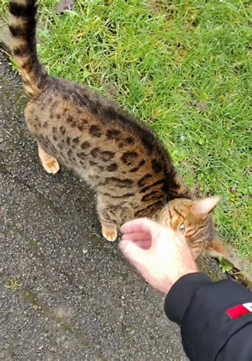 Surprising Cat Encounter with Smart Glasses