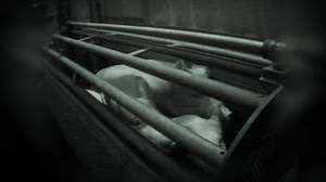What does the most 'humane' pig slaughter method look like?