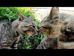 I encountered a massive cat fight while strolling on the Cat Island