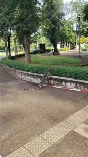 🦎😱 Look Who I Found Walking Around in Bangkok! 🇹🇭 | Water Monitor Lizard