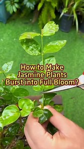 How to properly take care of your jasmine plant 🌵 | AgroBoomerz