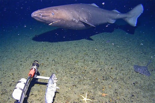 Surprise shark caught on camera for first time in Antarctica’s near-freezing deep