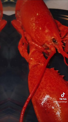 gorge reforge (@gorgereforge)’s videos with original sound - gorge reforge