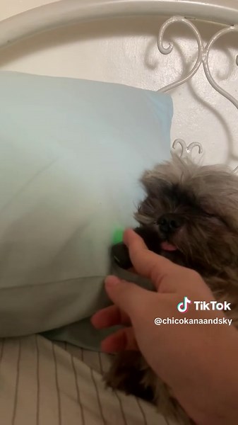ASMR Dog Eating and Snoring Sounds