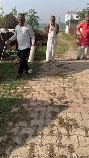 Russell’s viper rescue #venomouscreatures #wildliferescue #shorts