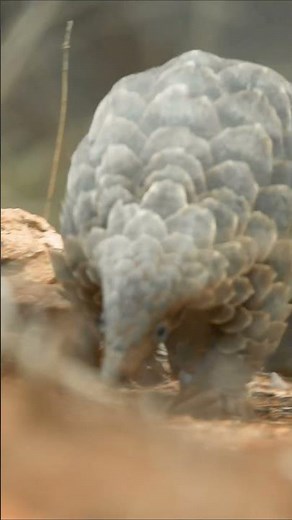 Footage of the world's most endangered animal | #pangolin #wildlife