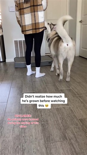 33 reactions | Husky tricks 殺 #huskypuppy #fyp #huskylife #dogtricks | Husky Lover | Facebook