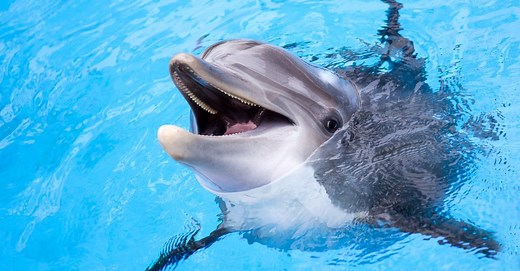 Dolphin Teeth: Everything You Need to Know