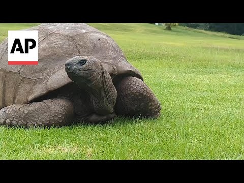 Meet the world's oldest land animal, a 192-year-old tortoise