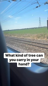 What kind of tree is it…? 🤣🤦‍♂️ | The D Family Riddles Games and Hacks