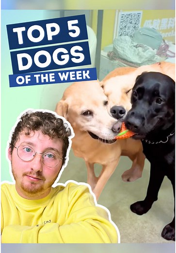 Top 5 Dog Highlights of the Week