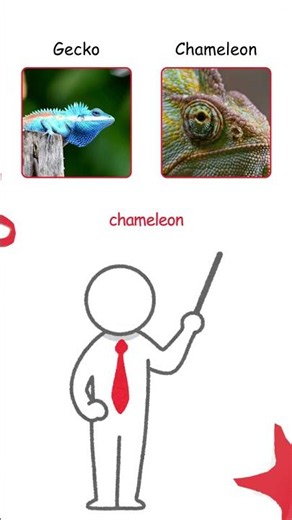 Gecko vs Chameleon: The Real Difference