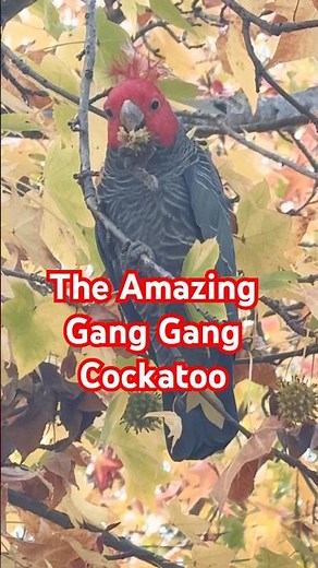 Gang gang Cockatoo Sounds and call in the WILD!
