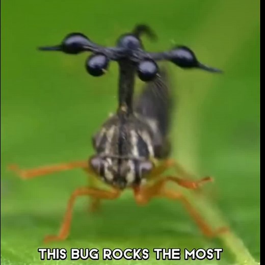 Bug Rocks: The Bizarre Headwear of Mahoraga