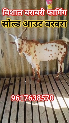 Sold Out Barbary Goat Lucknow #youtubeshorts #animals #farming #trendingshorts #viralvideo #goat