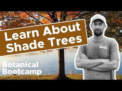 Learn About Shade Trees | Bates Botanical Bootcamp