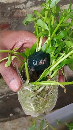 “Planted Aquarium Build Using Brahmi (Bacopa Monnieri)Step by Step” #plantedaquarium #aquariumdecor