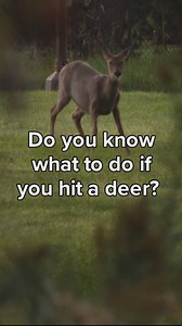 What to do if you hit a deer