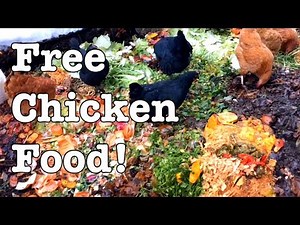 Chickens - Ideas for Feeding for FREE!