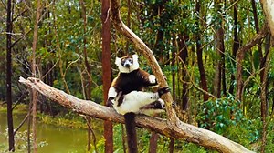 Ilha dos Lêmures - Madagascar Trailer Original